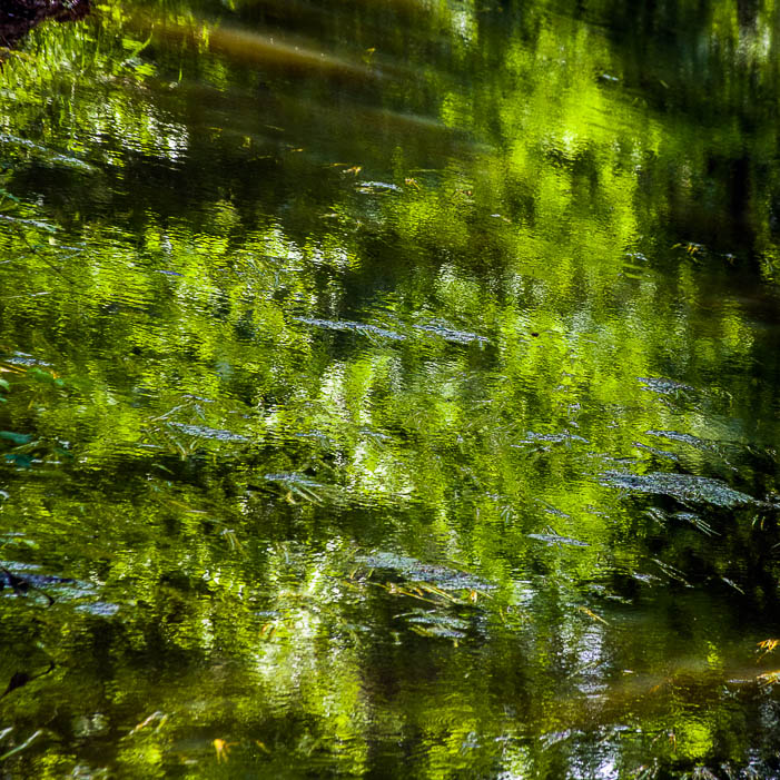 Reflections in the water